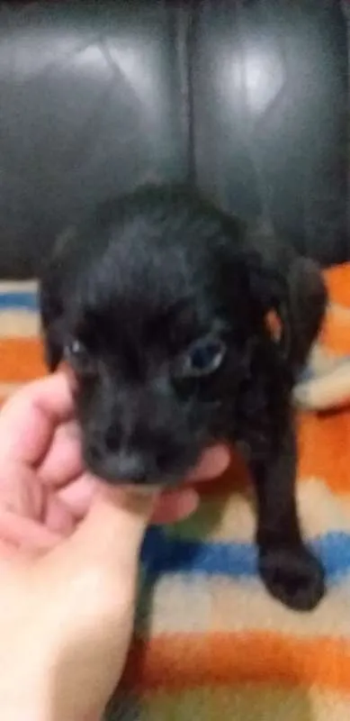 Cachorro ra a vira-lata  idade Abaixo de 2 meses nome Bisnaguinha