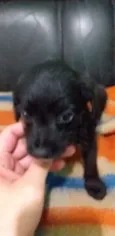 Bisnaguinha