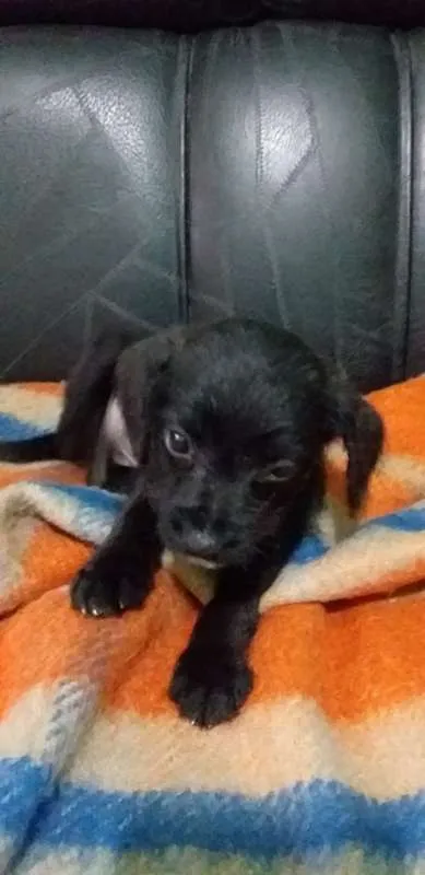 Cachorro ra a vira-lata  idade Abaixo de 2 meses nome Bisnaguinha