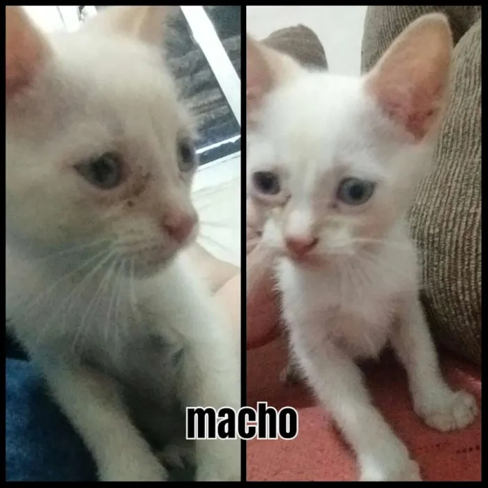 Gato ra a Não sei idade 2 a 6 meses nome Não coloquei nome