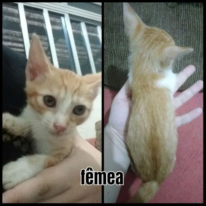 Gato ra a Não sei idade 2 a 6 meses nome Não coloquei nome