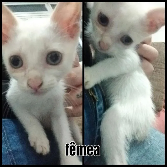 Gato ra a Não sei idade 2 a 6 meses nome Não coloquei nome