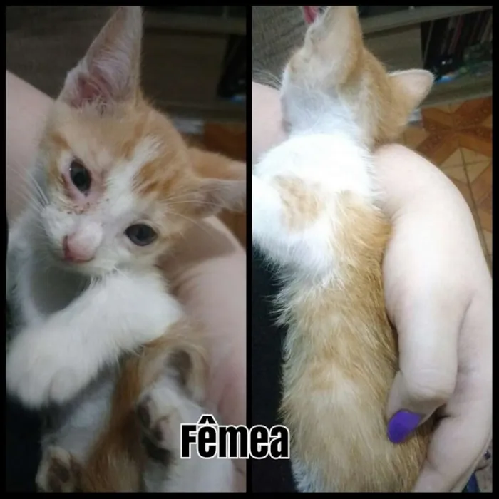 Gato ra a Não sei idade 2 a 6 meses nome Não coloquei nome