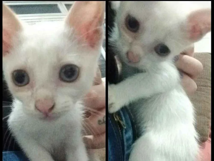 Gato ra a Não sei idade 2 a 6 meses nome Não coloquei nome