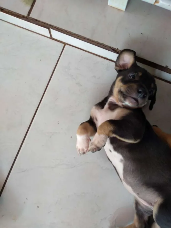 Cachorro ra a Srd idade Abaixo de 2 meses nome Ainda não tem nome