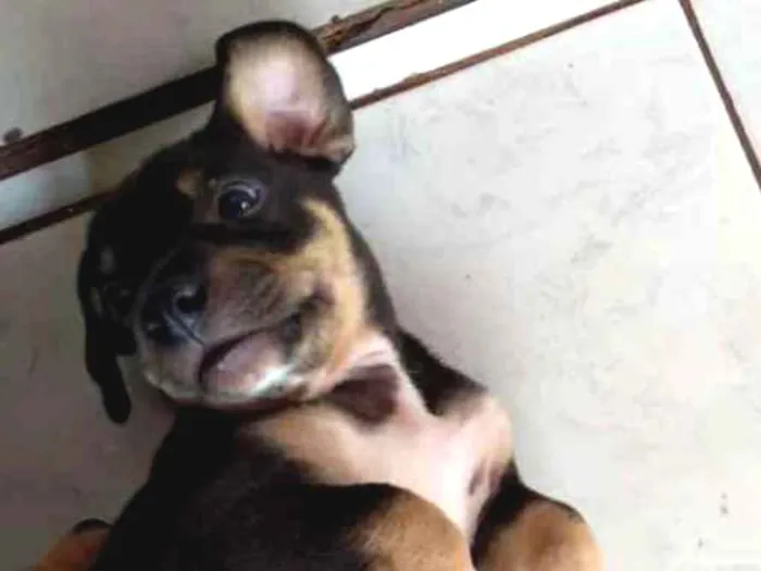 Cachorro ra a Srd idade Abaixo de 2 meses nome Ainda não tem nome