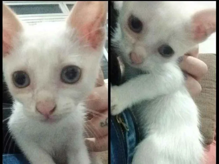 Gato ra a Não sei idade 2 a 6 meses nome Não coloquei nome