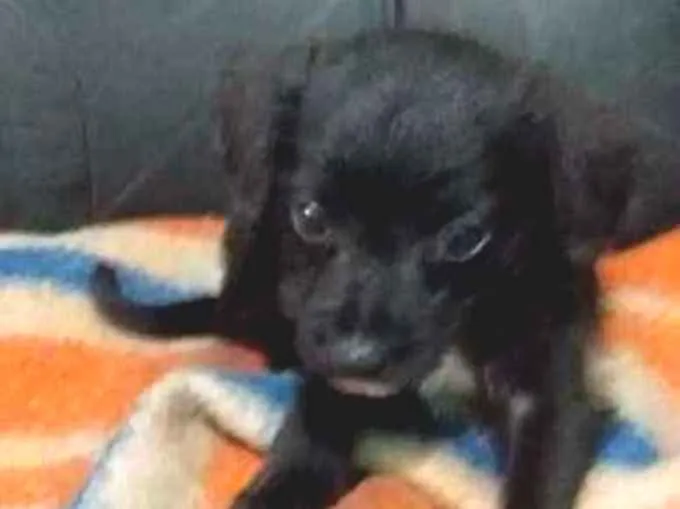 Cachorro ra a vira-lata  idade Abaixo de 2 meses nome Bisnaguinha