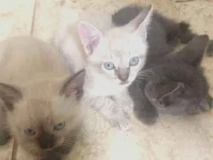 Gato raça Siamês idade Abaixo de 2 meses nome Bebezinhos