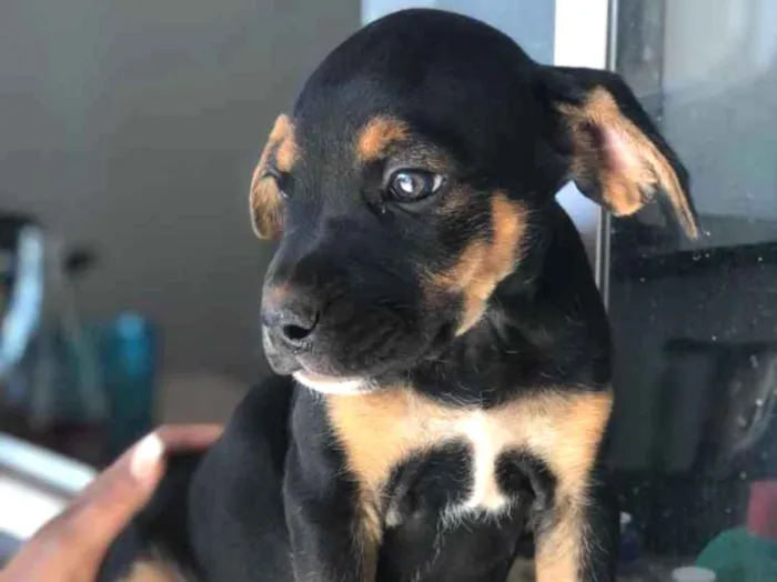 Cachorro ra a  idade Abaixo de 2 meses nome Sem nome