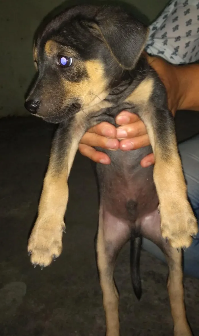 Cachorro ra a Vira lata idade 2 a 6 meses nome Filhotes