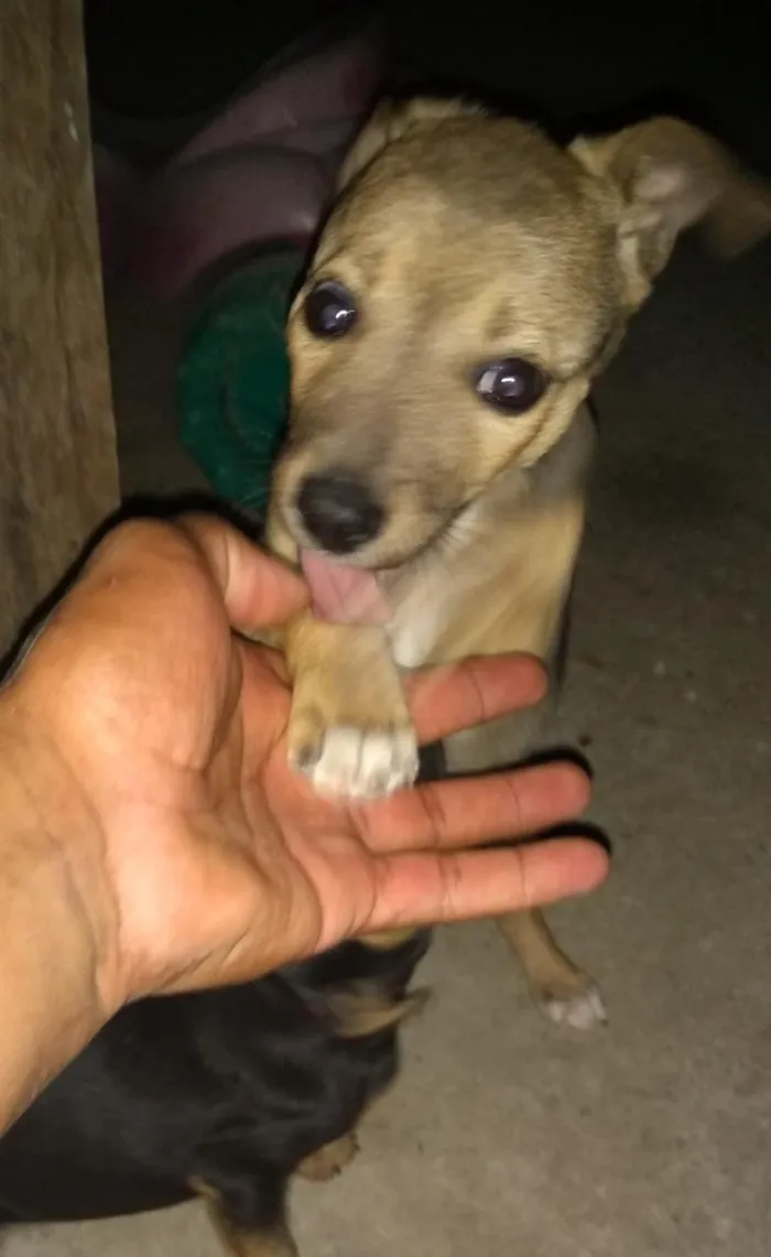 Cachorro ra a Vira lata idade 2 a 6 meses nome Filhotes