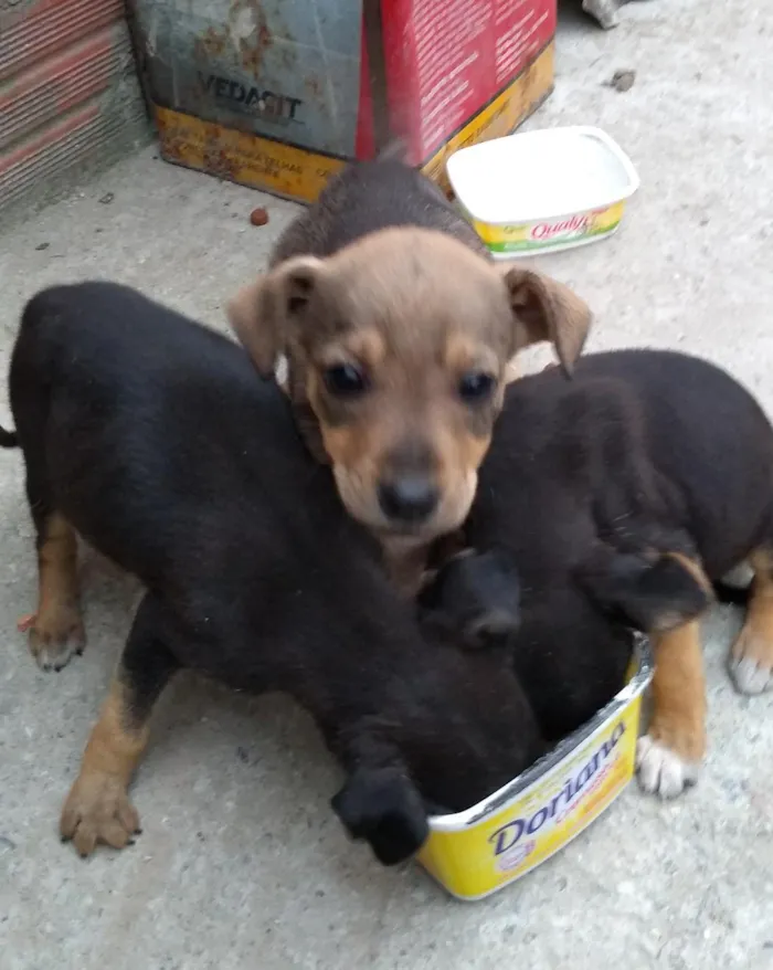 Cachorro ra a Vira lata idade 2 a 6 meses nome Filhotes