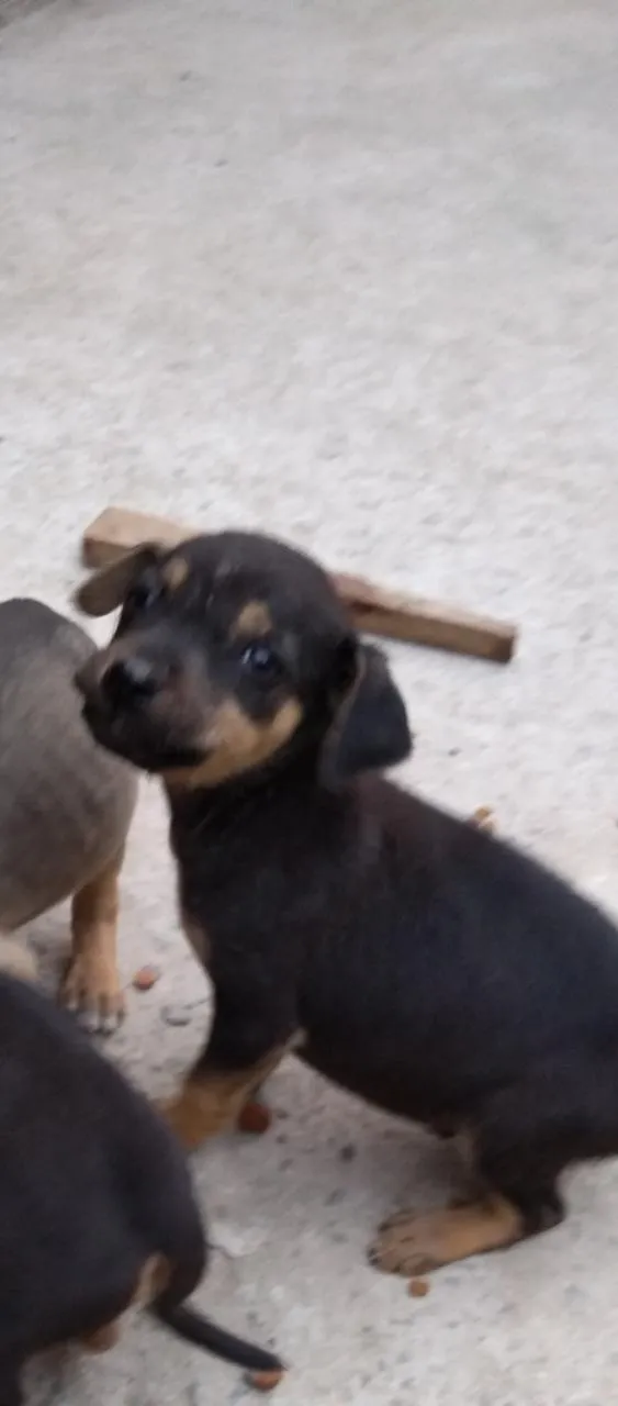 Cachorro ra a Vira lata idade 2 a 6 meses nome Filhotes