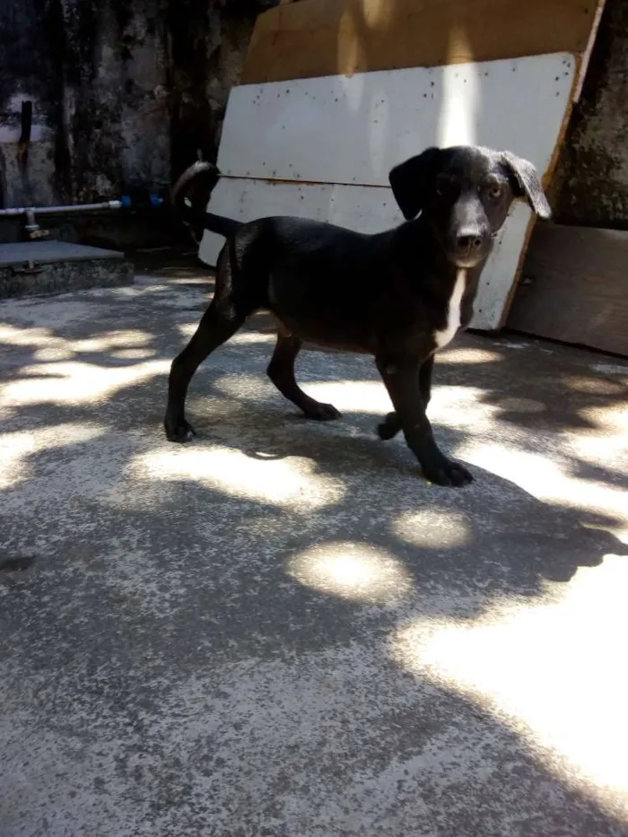 Cachorro ra a Srd idade 2 a 6 meses nome Thor