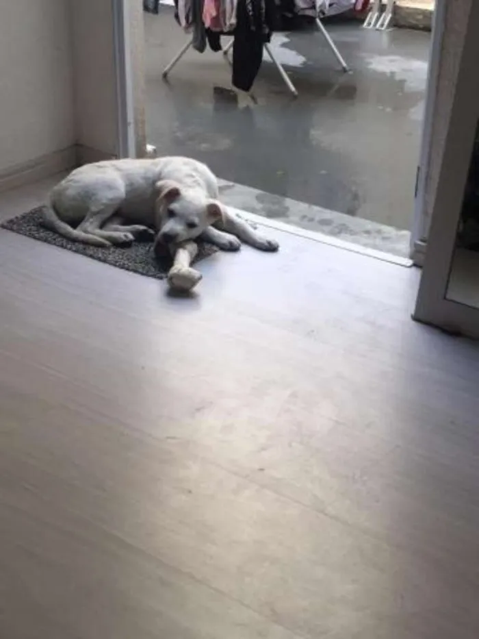 Cachorro ra a Srd idade 2 a 6 meses nome Malu