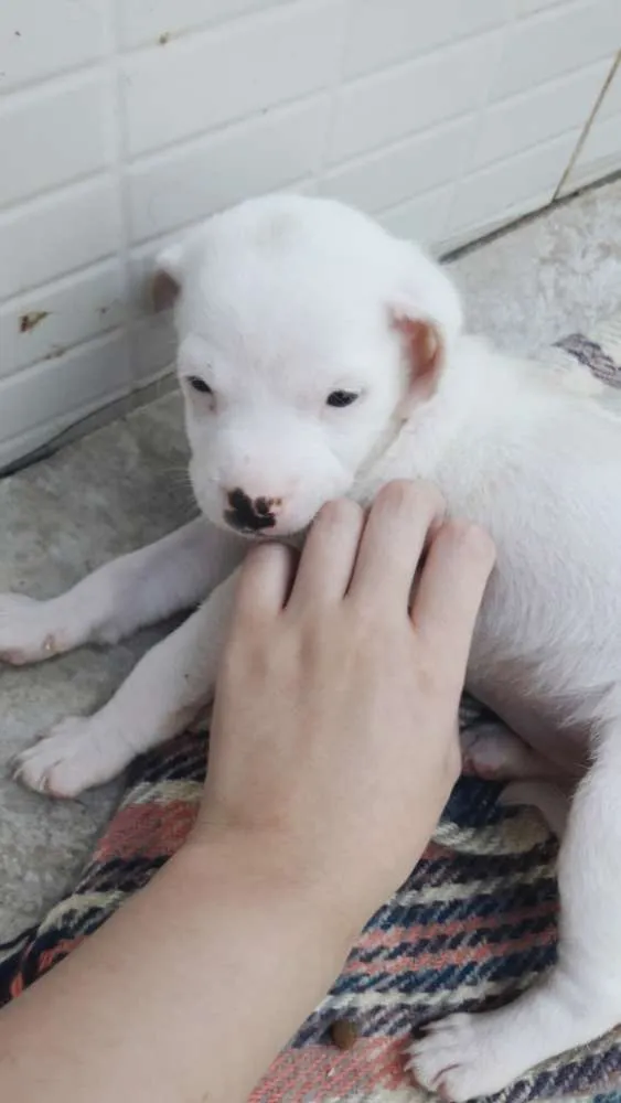Cachorro raça SRD idade 2 a 6 meses nome BRANCA DE NEVE
