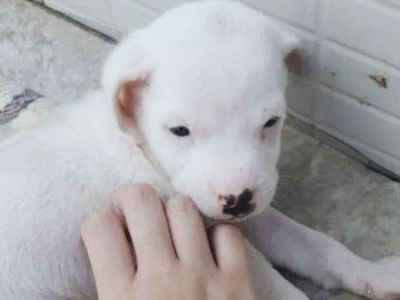 Cachorro raça SRD idade 2 a 6 meses nome BRANCA DE NEVE