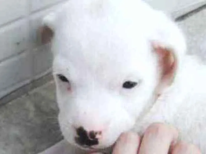 Cachorro raça SRD idade 2 a 6 meses nome BRANCA DE NEVE
