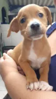 Cachorro raça SRD  idade 2 a 6 meses nome CINDERELA