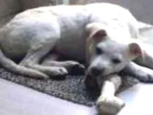 Cachorro raça Srd idade 2 a 6 meses nome Malu