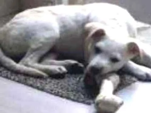 Cachorro ra a Srd idade 2 a 6 meses nome Malu