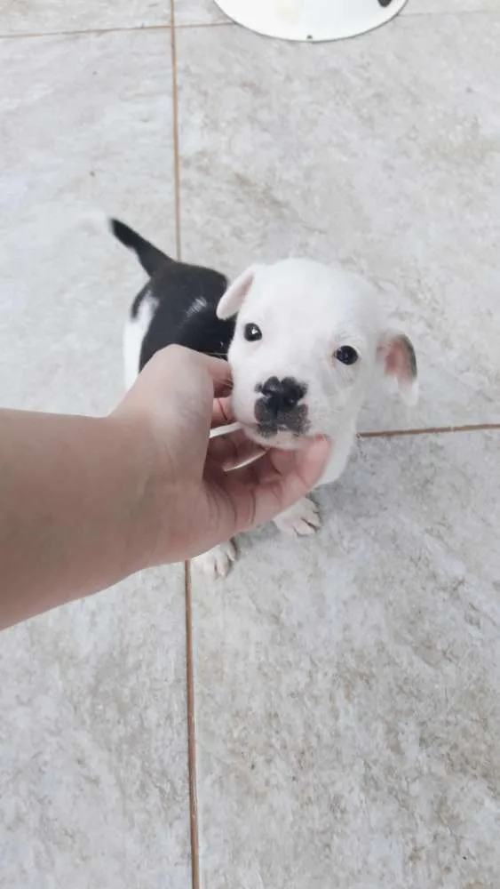 Cachorro raça SRD  idade 2 a 6 meses nome THIAGUINHO
