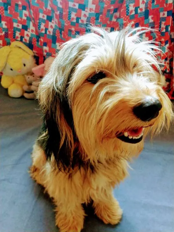 Cachorro raça SRD  idade 1 ano nome LORD