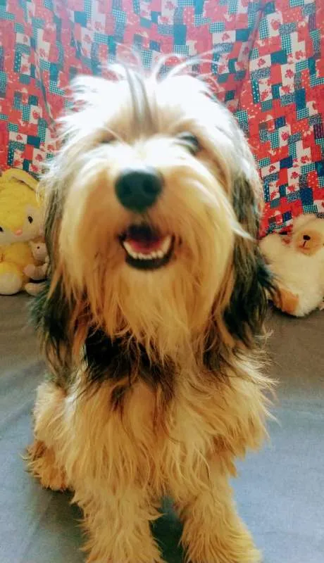 Cachorro raça SRD  idade 1 ano nome LORD