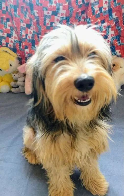 Cachorro raça SRD  idade 1 ano nome LORD