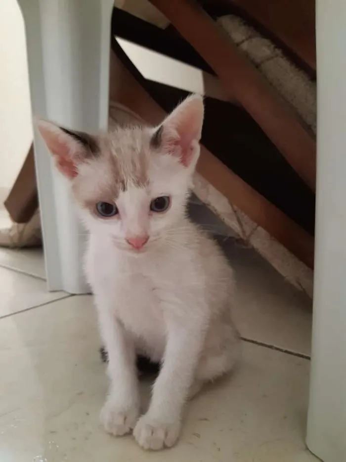 Gato ra a  idade 2 a 6 meses nome Branquinho