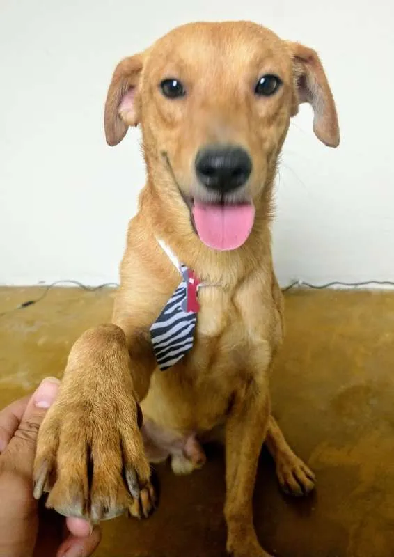 Cachorro raça SRD idade 1 ano nome MOLEQUE