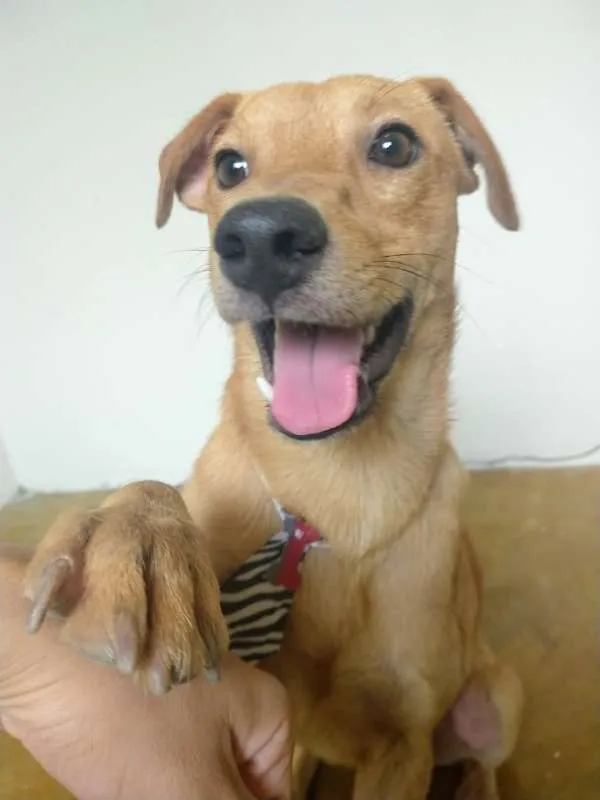 Cachorro raça SRD idade 1 ano nome MOLEQUE