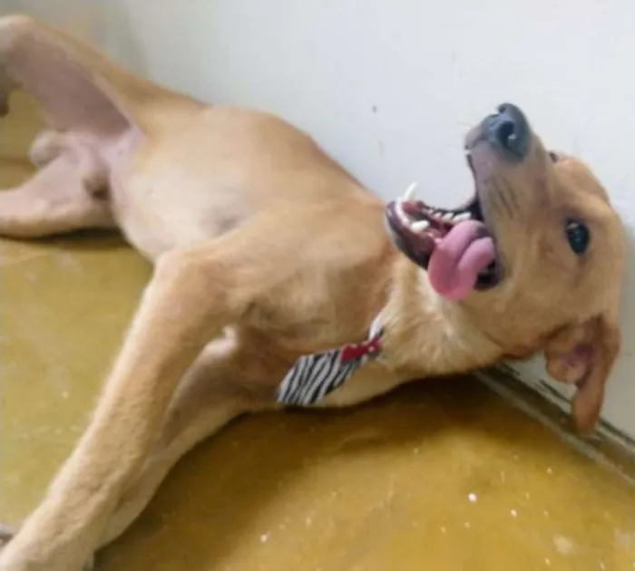 Cachorro raça SRD idade 1 ano nome MOLEQUE