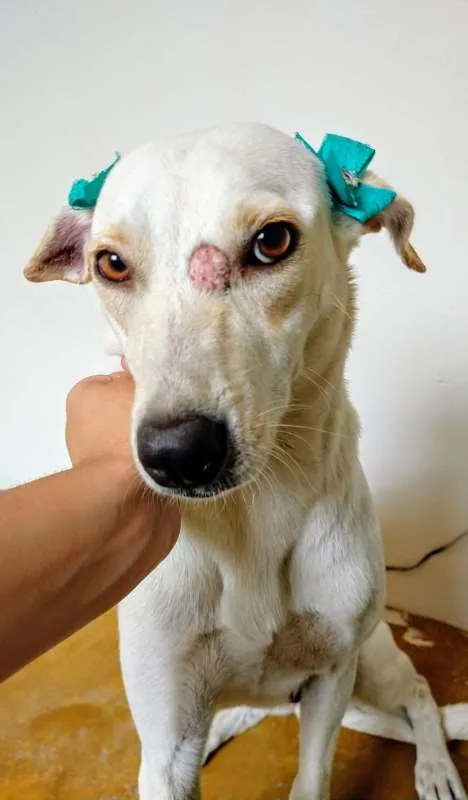 Cachorro raça RSD idade 2 anos nome Nina