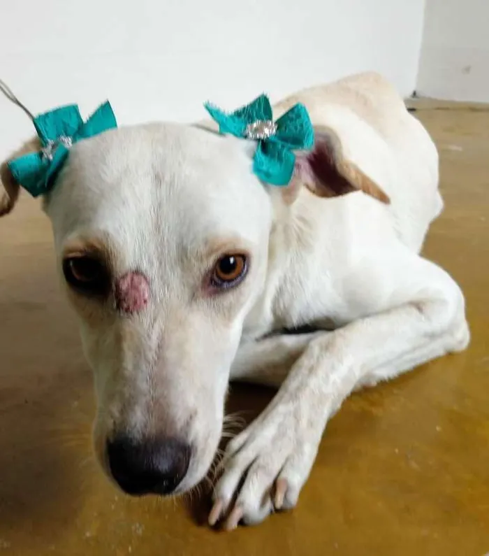 Cachorro raça RSD idade 2 anos nome Nina