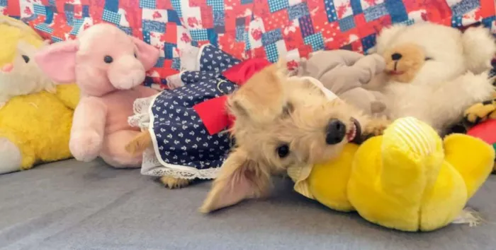 Cachorro raça RSD idade 2 a 6 meses nome Cacau
