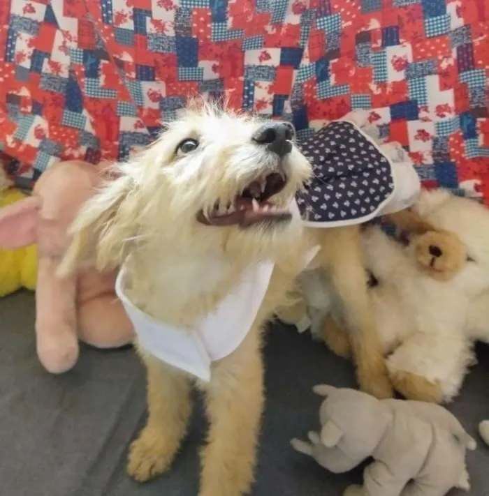 Cachorro raça RSD idade 2 a 6 meses nome Cacau