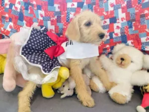 Cachorro raça RSD idade 2 a 6 meses nome Cacau