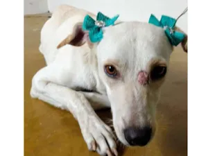 Cachorro raça RSD idade 2 anos nome Nina