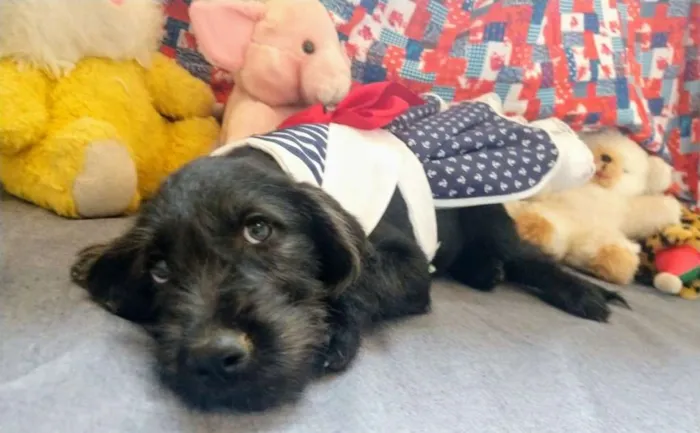 Cachorro raça RSD idade 2 a 6 meses nome DORA