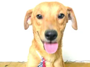 Cachorro raça SRD idade 1 ano nome MOLEQUE