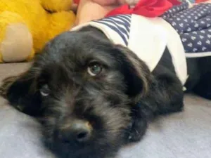 Cachorro raça RSD idade 2 a 6 meses nome DORA