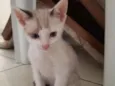 Branquinho