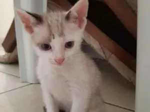 Gato raça  idade 2 a 6 meses nome Branquinho