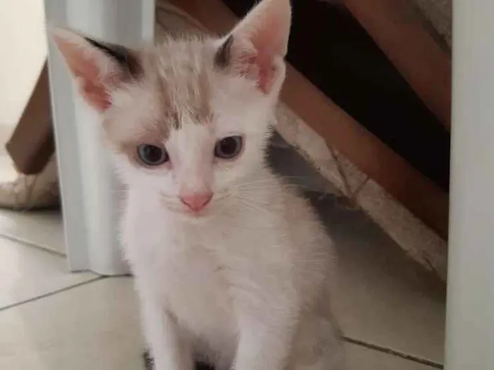 Gato ra a  idade 2 a 6 meses nome Branquinho
