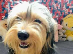 Cachorro raça SRD  idade 1 ano nome LORD