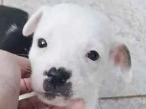 Cachorro raça SRD  idade 2 a 6 meses nome THIAGUINHO