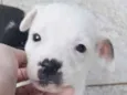 Cachorro raça SRD  idade 2 a 6 meses nome THIAGUINHO