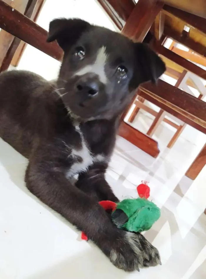 Cachorro ra a Srd idade Abaixo de 2 meses nome Joaquim